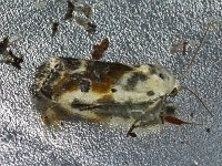 Olive-Shaded Bird-Dropping Moth